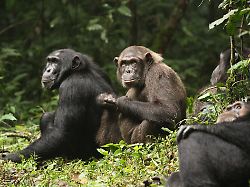 Lehren für den Menschen?: Wie ein Bürgerkrieg unter Schimpansen ausbrach